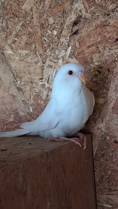 Vând sau schimb perusi