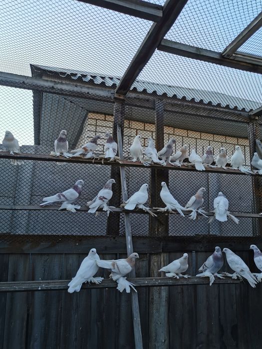 Продам голубей домашних