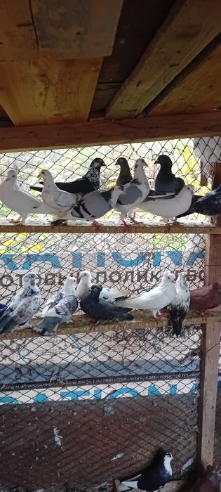 Vând Porumbei voiajori