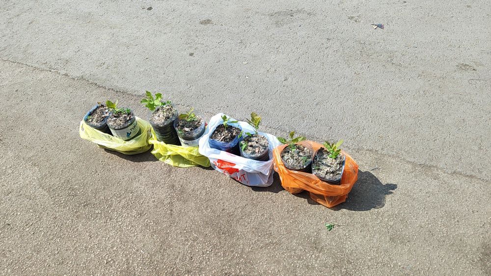 !!!Дуб дерево!!!