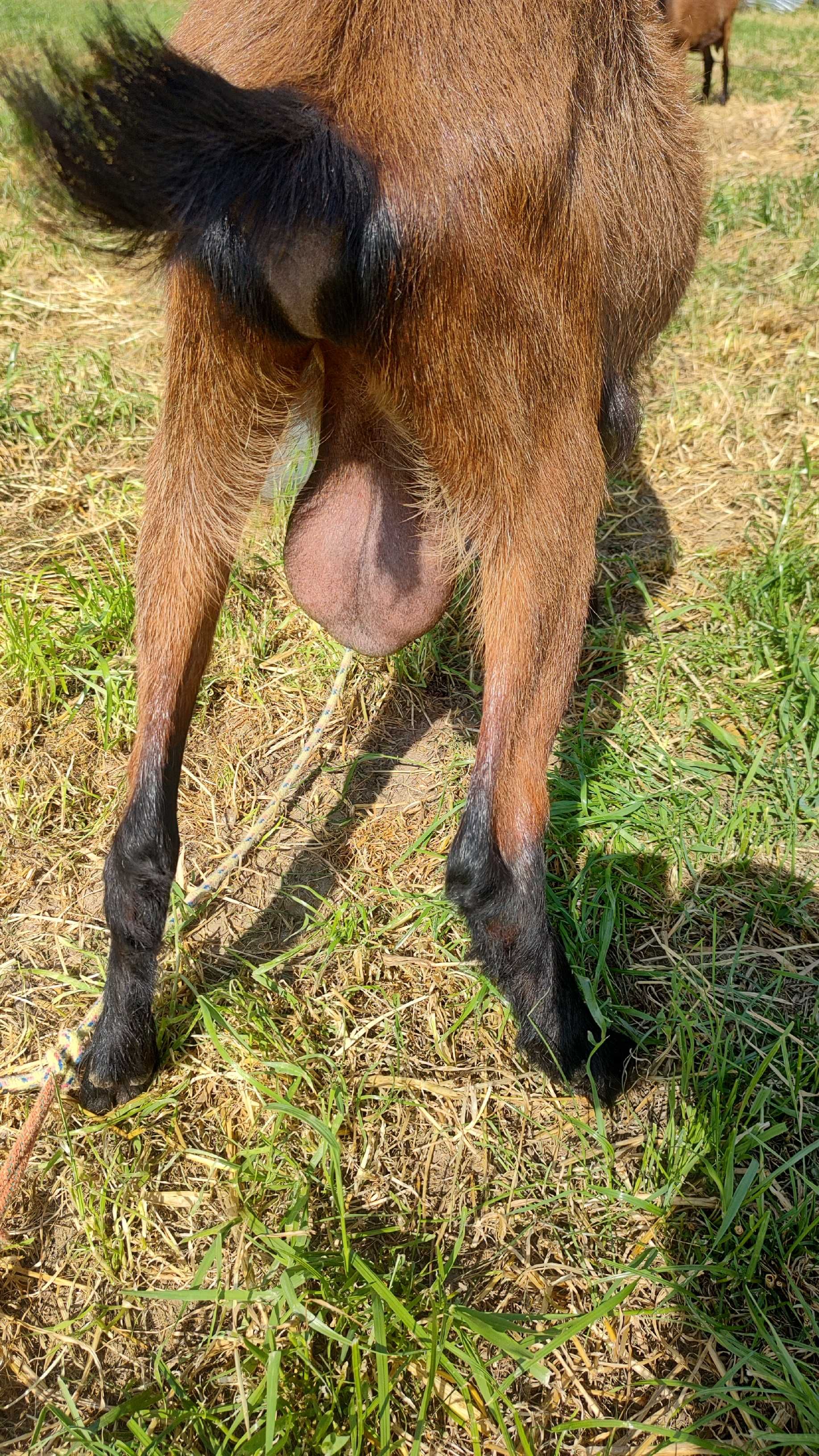 Vând țap alpin francez șut genetic