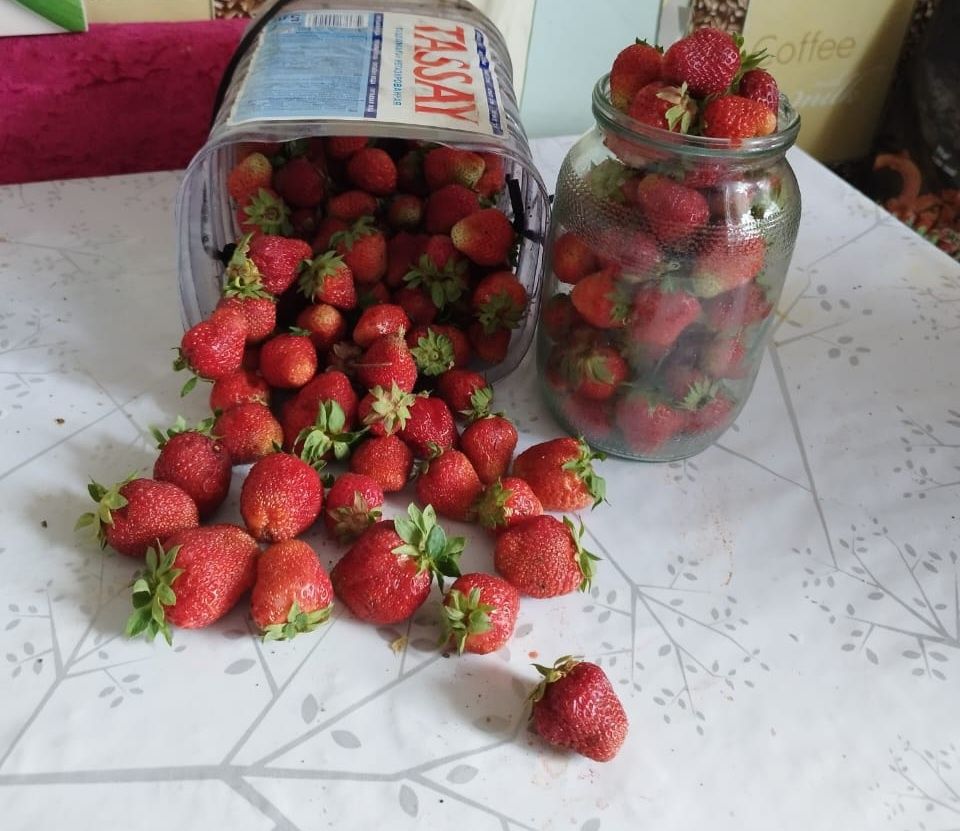 Продам дачную вкусную клубничку