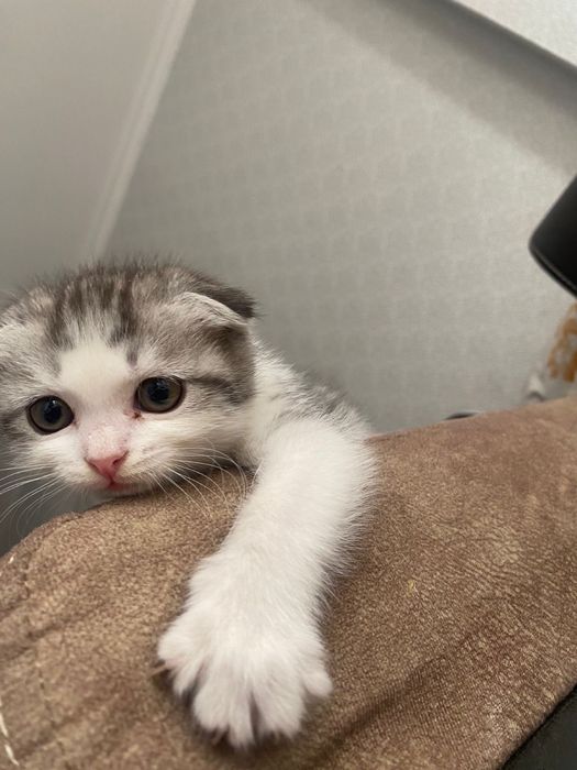 шотландская вислоухая кошка