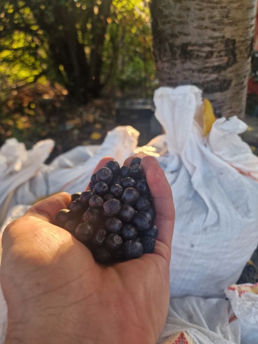 Aronia de vânzare!