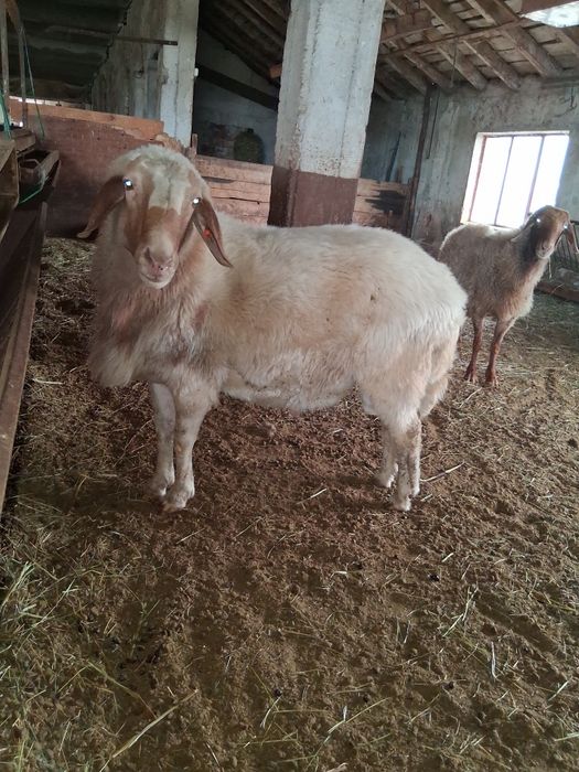 Продавам Овен, Коч