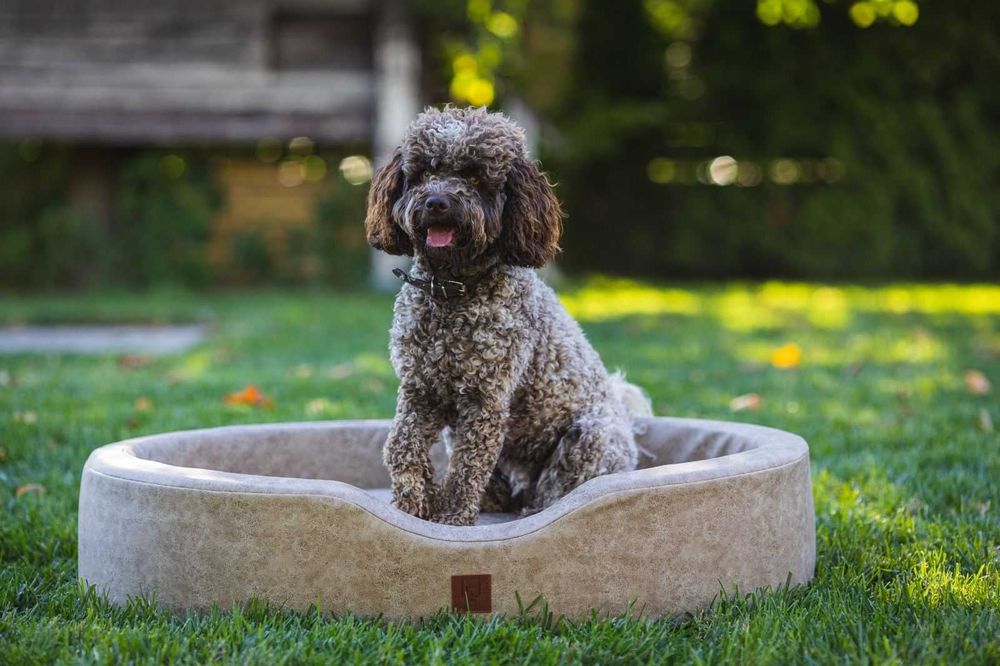 Продавам кучета Логото романьоло