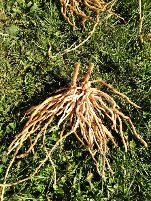 Radacini de sparanghel pe rod