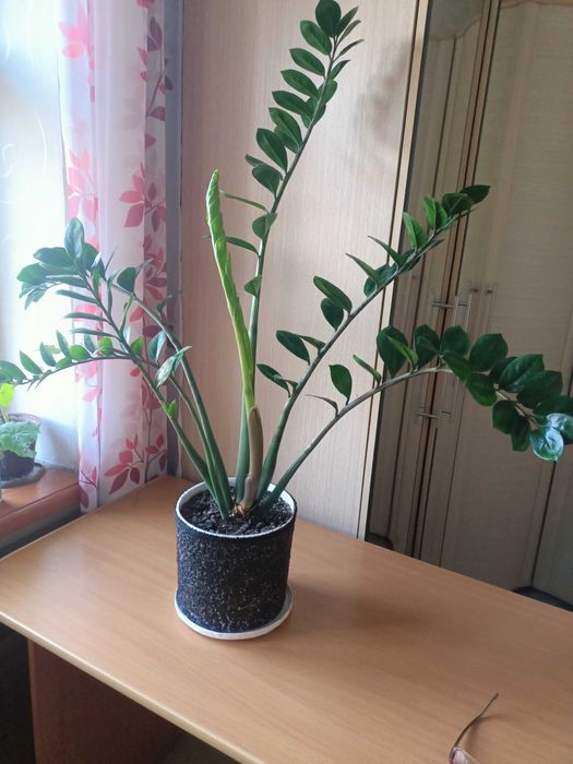 Замиокулькас (Долларовое дерево) – на удачу и благополучие