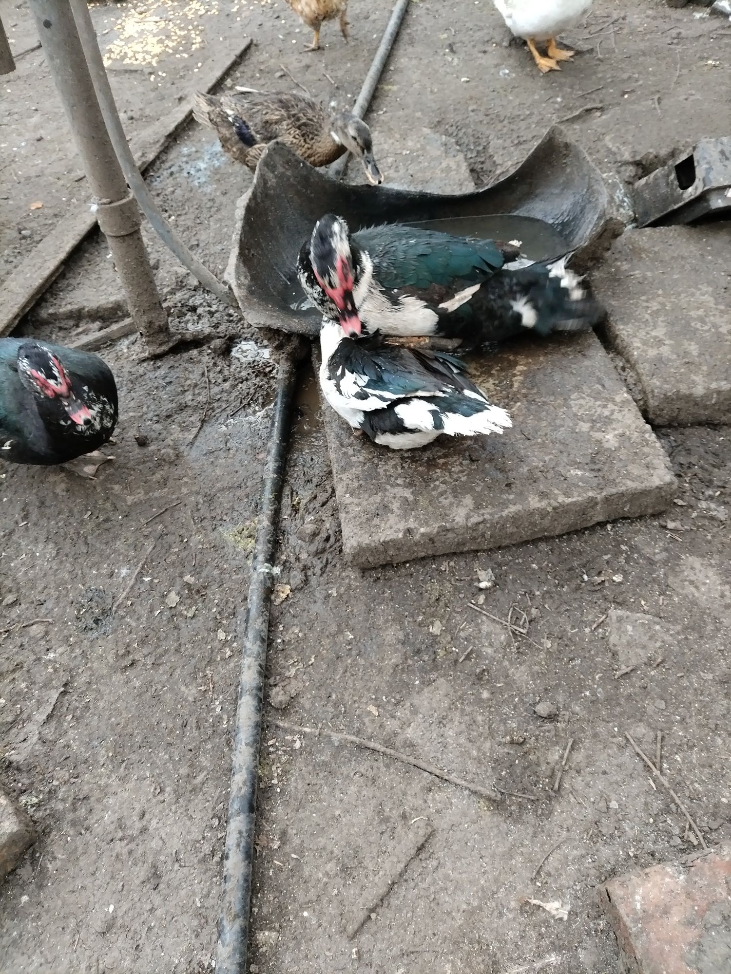Vând zece cocoși, rațe mute, boboci de rațe românești, loc. Cristești