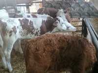 Vînd viței și vitele baltată românească spre întarcare
