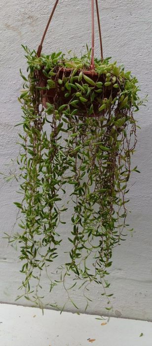 Оттона мясистая (othonna capensis 'ruby necklace'). Цветы для дома.