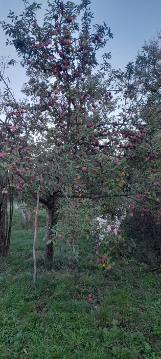 Fructe:merenestropite