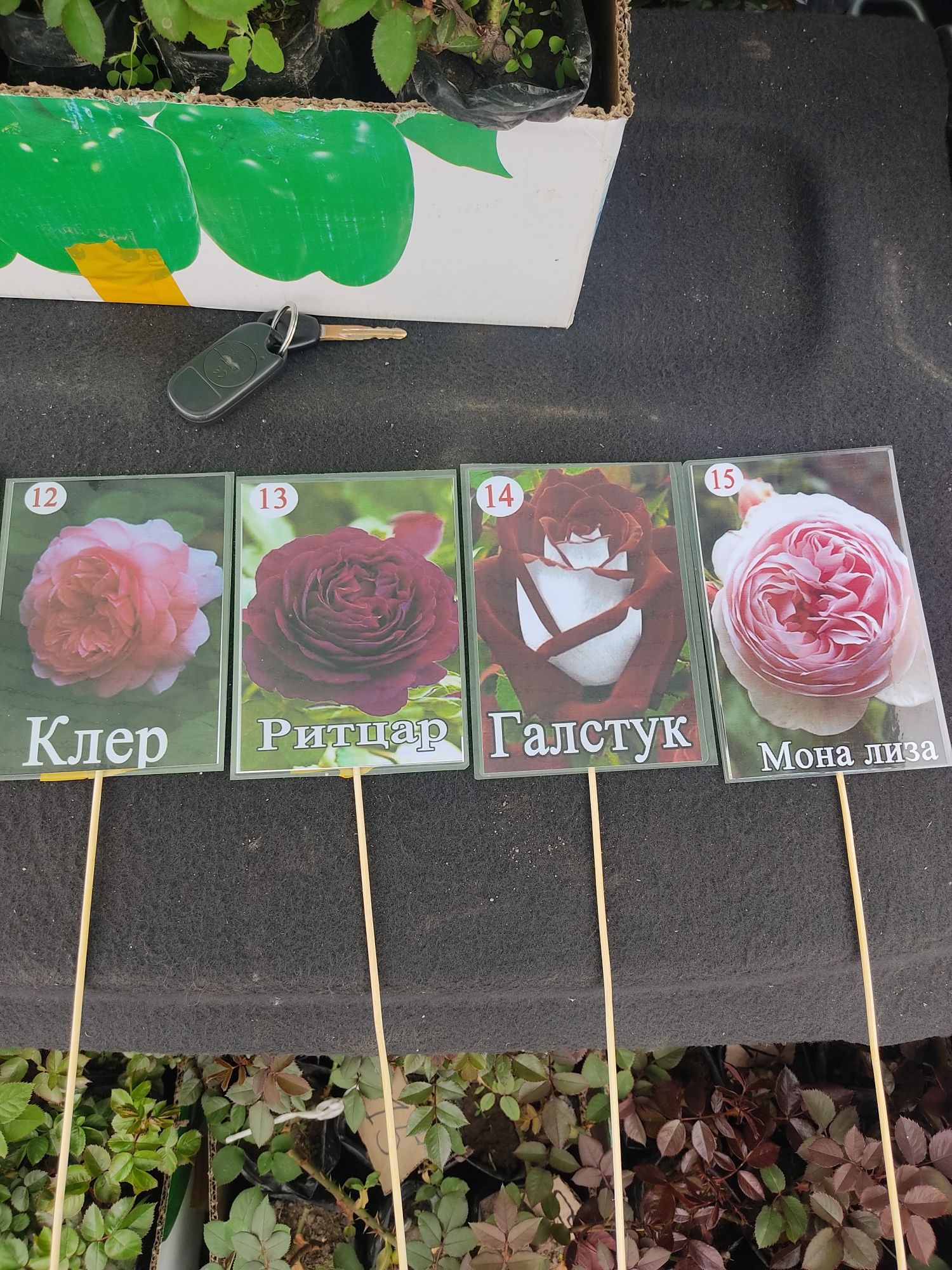 Роза саженцы чайно-гибридные