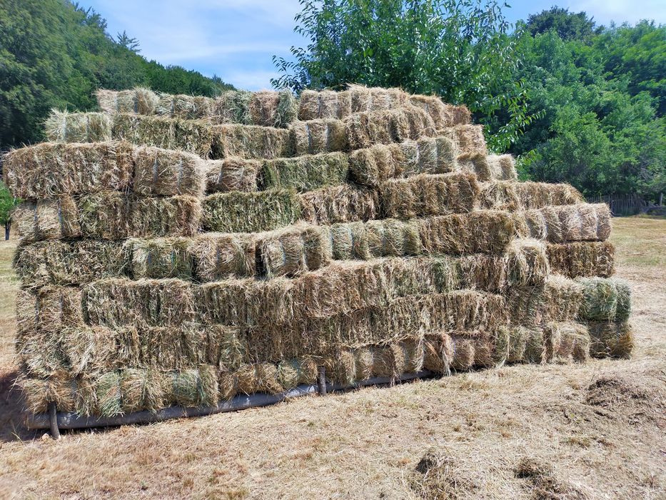 Vând 300 de baloți de fân producție proprieie!
