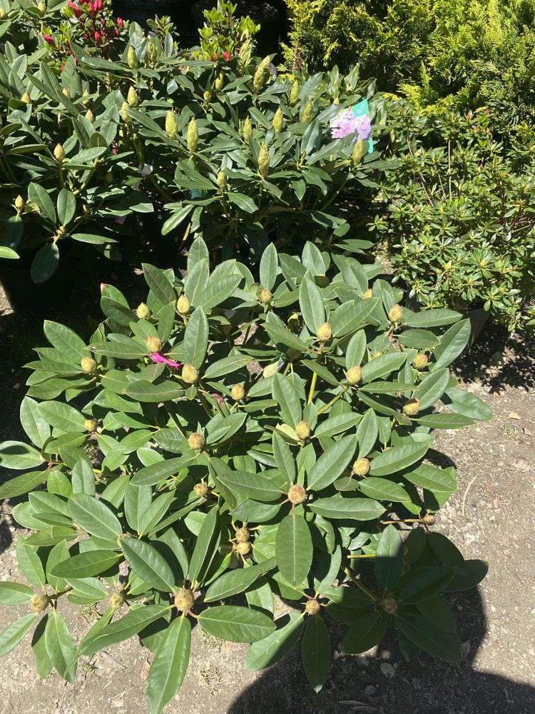 Azalee rododendron maslin tuia etc