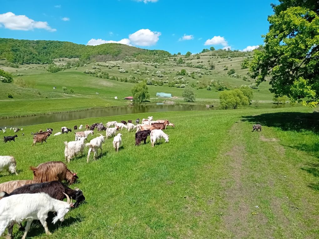 Vând 100 de capre Sibiu