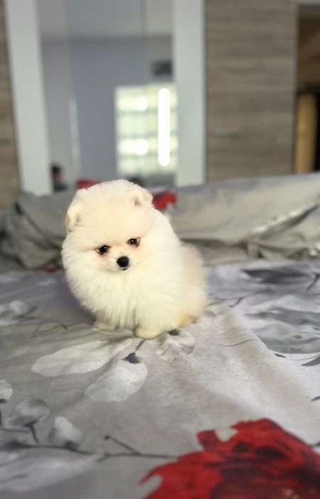 Vând câine Pomeranian mini toy