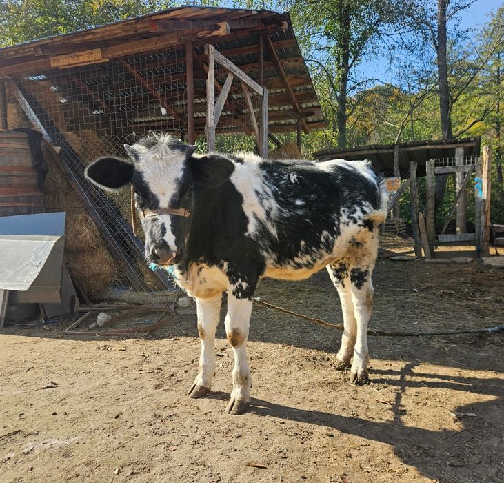 Vitea de 6 luni Baltata