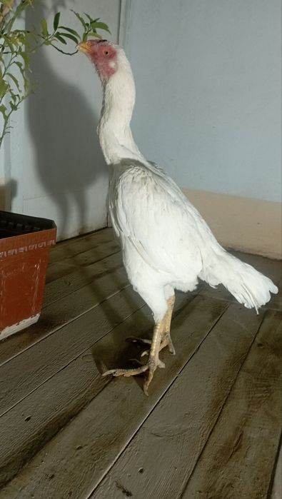 OQ DAKAN tovuq sotiladi