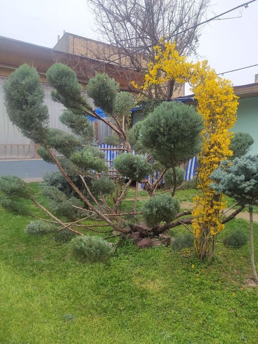 Archa narxini kelishamiz