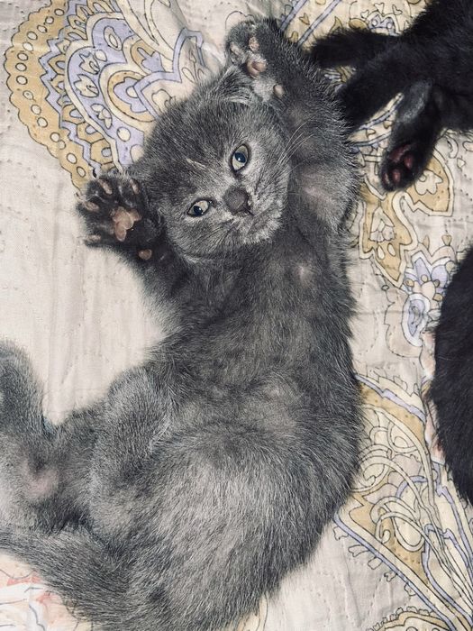 Котята от правильной вязки скотиш фолд