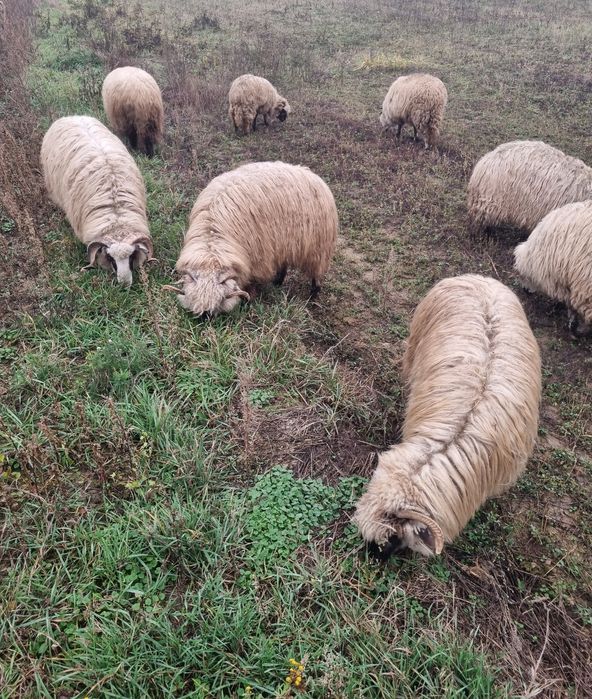 Pachet premium  10 oi