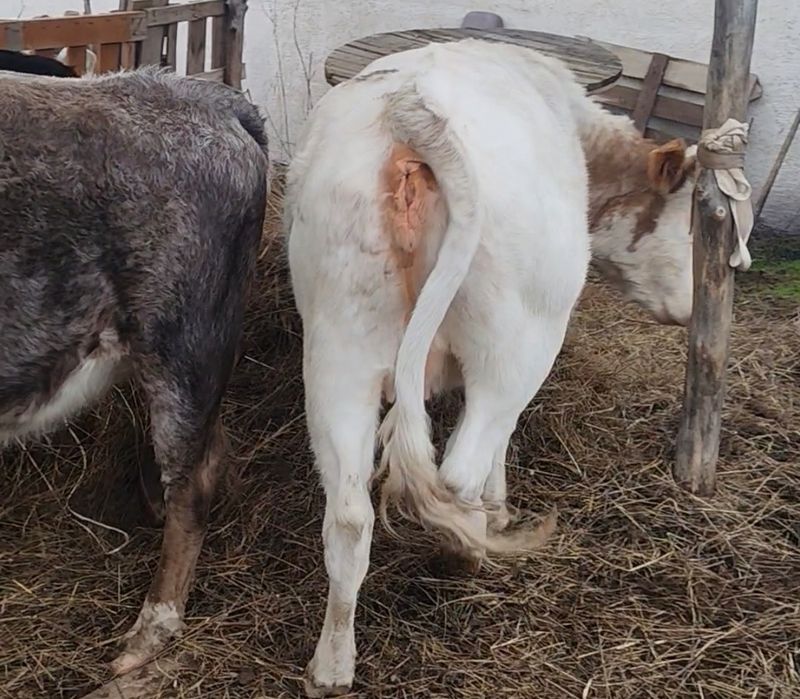 Семіз Қашарлар соғымға