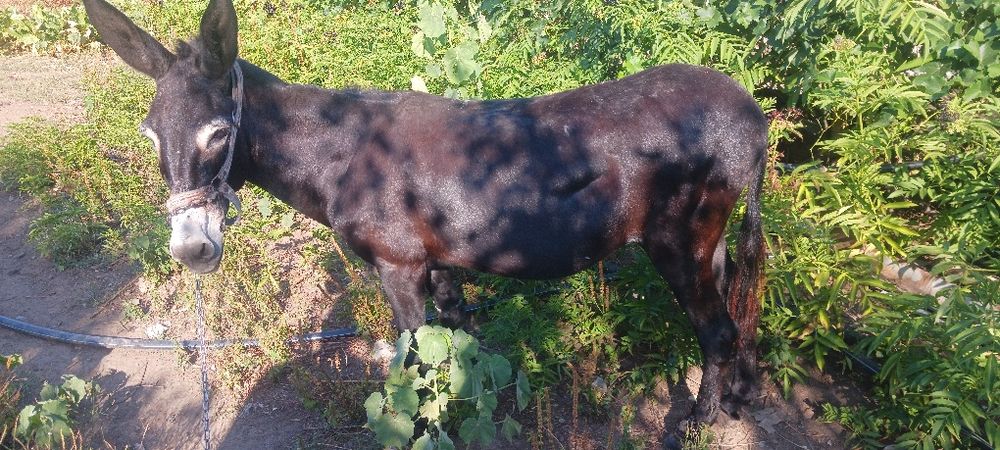 Магаре женско 12 годишно