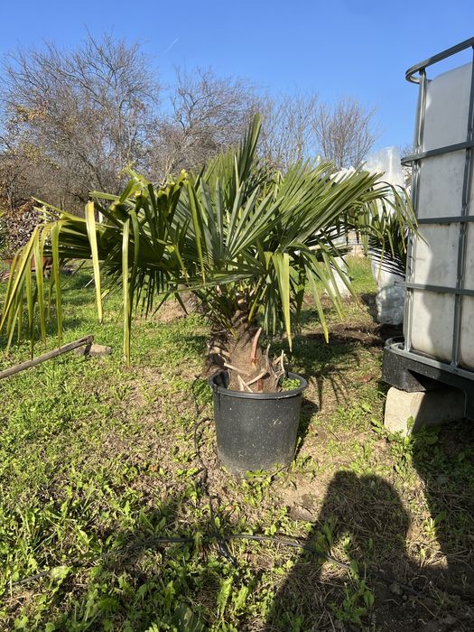 Палма Трахикарпус Форттуней, студоустойчива