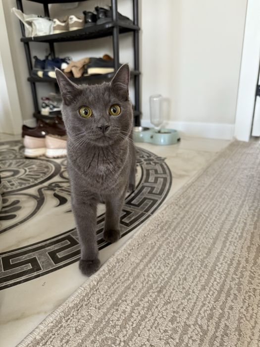 Кошка 6 месяцев  смесь Британским