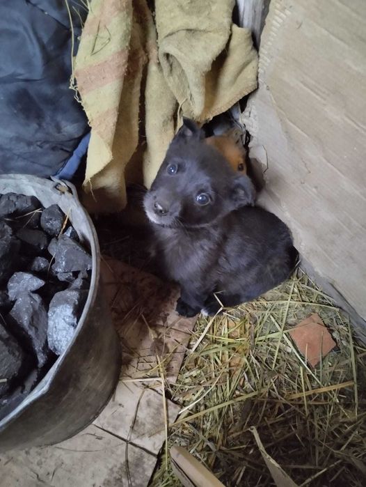 Щенки ищут свой дом