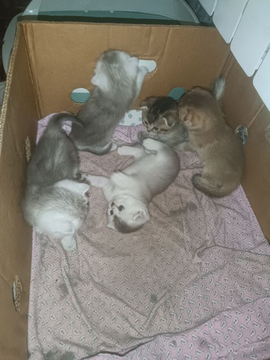 Котята скотиш+шиншилла.