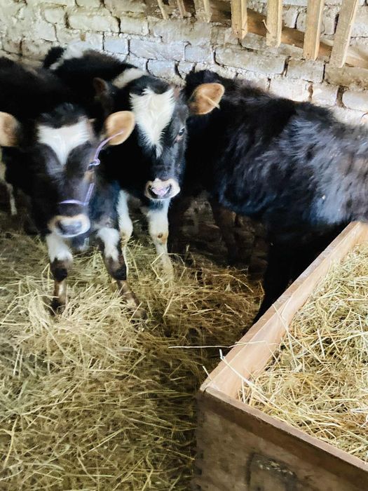 Продавам  три телета