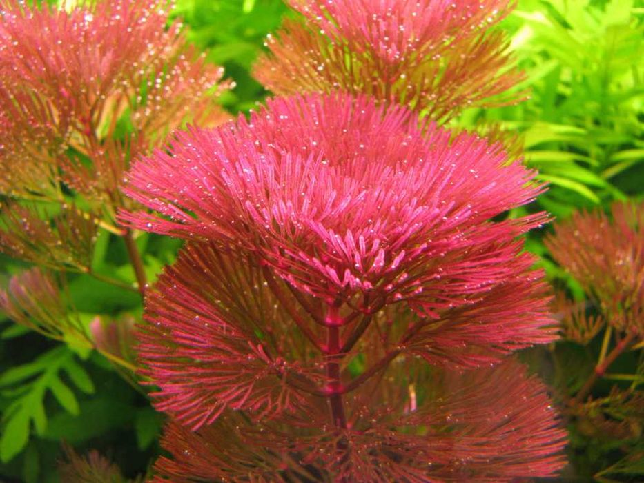 Кабомба  ф у р к а т а