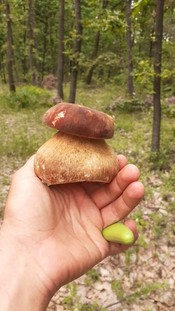 Vand manatarci ( hribi / boletus )