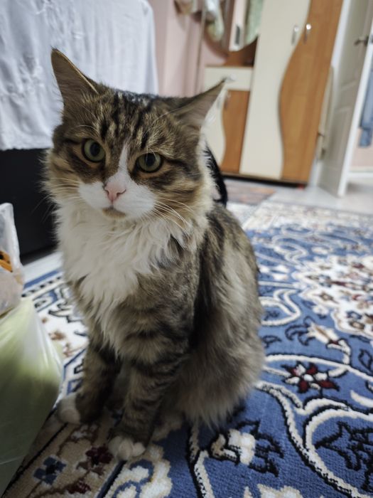 Нашли кота район Таттимбета Royal Tulip