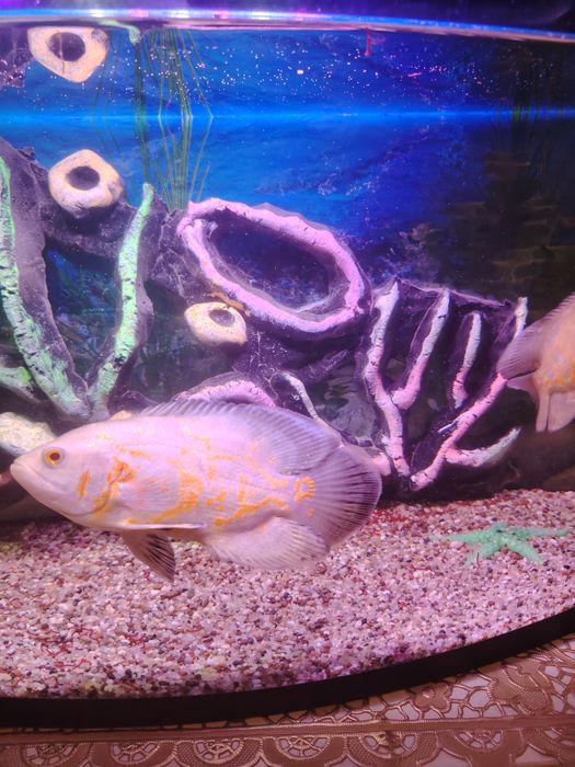 Astranatus Baliqi Sotiladi