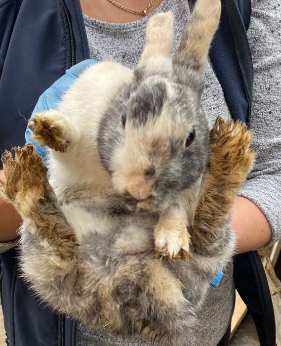 Vând iepurași de talie mica