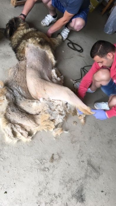 Tund / tuns caini la domiciliu inclusiv talie mare si uriasa