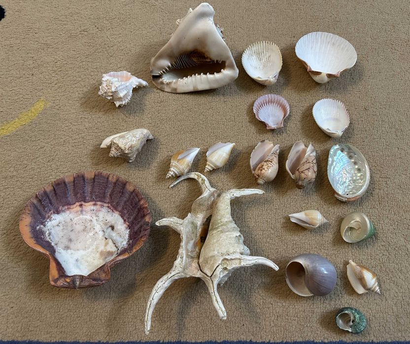 Различные Морские Ракушки