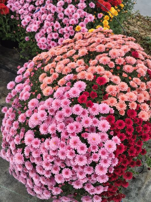 Crizanteme de vânzare