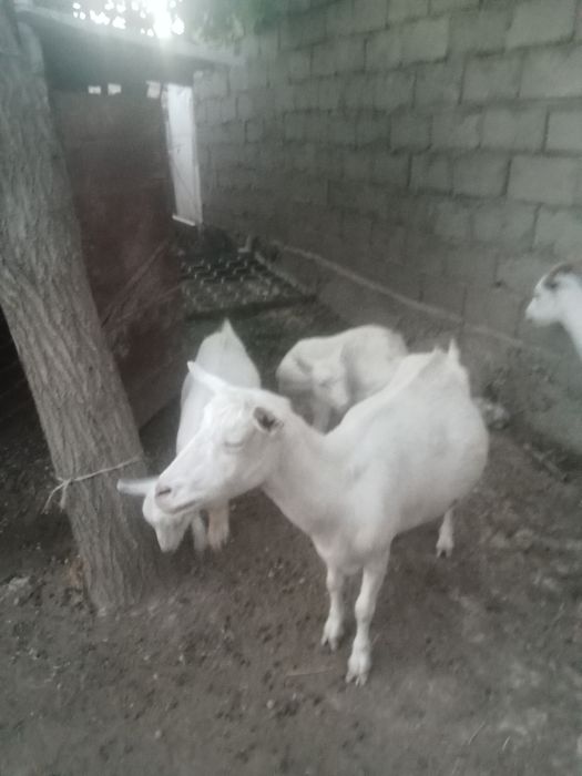 Сауынды ешкі, екі ұрғашы лағымен