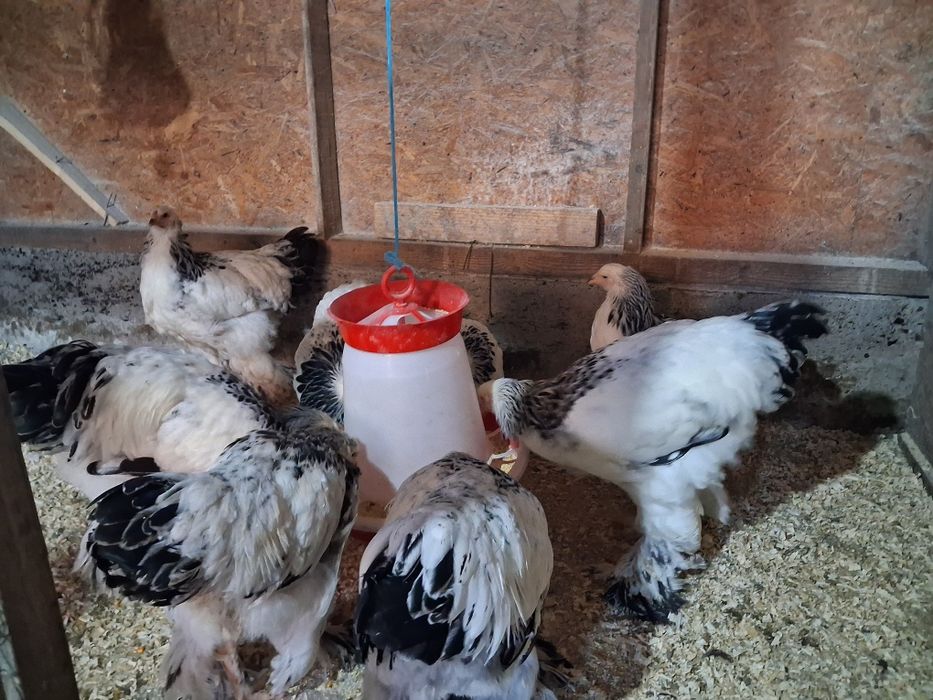 Vand cocoși brahma herminat deschis