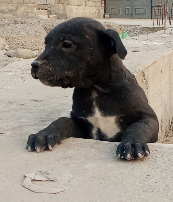 Прадаются Питбуль