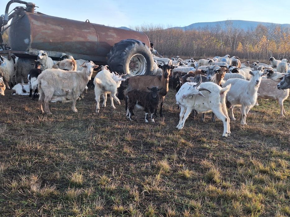 Capre de vanzare pe ales