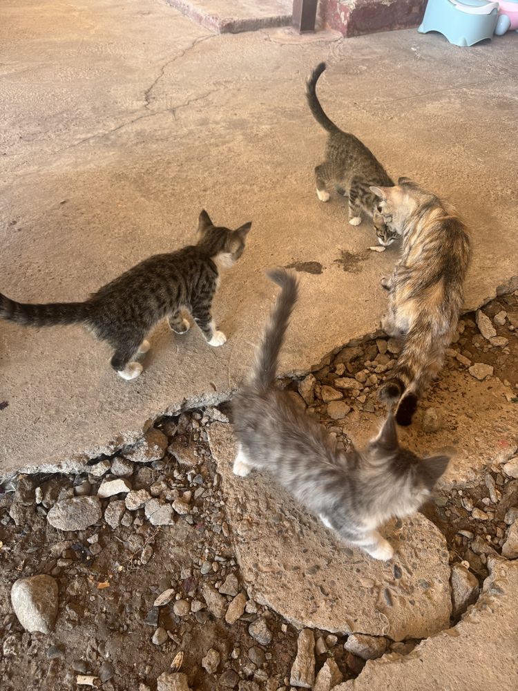 Котята 3 шт отдам в хорошие руки бесплатно