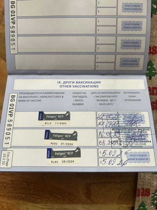 Британска клепоуха котка