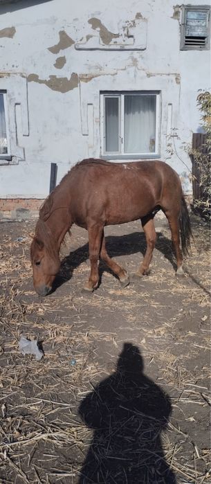 Продается жеребец