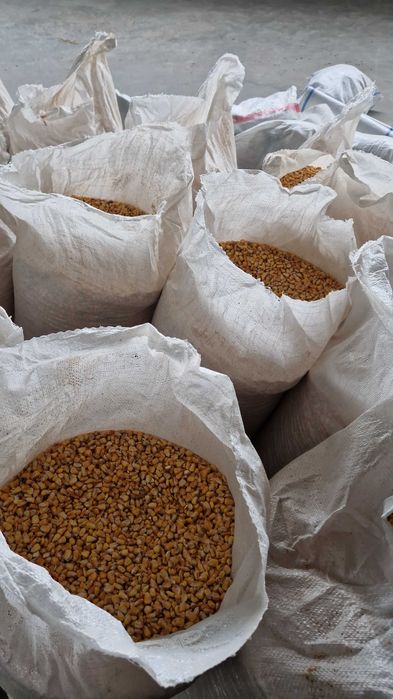 Porumb cu transport gratuit la 1.4 kg va servim la domiciliu daca