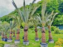 Palmieri Phoenix Canariensis  2,5-4 metri 2000-3000 lei Oferta